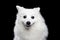 White Japanese Spitz