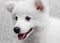 White Japanese Spitz puppy dog
