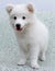White Japanese Spitz puppy dog