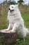 White japanese spitz standing on a log