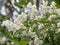White jasmin flowers