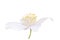 White jasmin isolated single flower