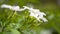 White jasmine against lovely lime green leaves,