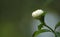 White jasmine buds on smooth green background. Fragrant flowers