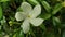 White Jasmine Flower