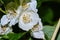 White jasmine flower on a background of leaves