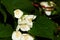 White jasmine flower on a background of leaves