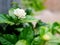 White jasmine flower on plant with green leaves, love symbol mother