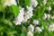 White jasmine flowers blossom on green leaves blurred background closeup, delicate jasmin flower blooming branch macro