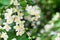 White jasmine flowers blossom on green leaves blurred background closeup, delicate jasmin flower blooming branch macro