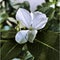 white jasmine flowers in the garden along on the sidewalk. Photo taken February 8, 2021