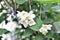 White Jasmine flowers on a green Bush in summer