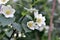 White Jasmine flowers on a green Bush in summer