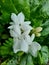 White jasmine flowers with green leaves. Beautiful fragrance Arabian jasmine