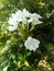 White Jasmine flowers with greenish leaves, this flower is in a nature tourism park