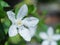 White jasmine flowers with macro view