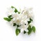 White Jasmine Flowers On White Background: Angelic Beauty In Monochromatic Imagery