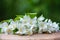 White jasmine flowers on a wooden board on a natural green background, top space for text, description of jasmine flowers