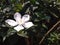 White Jasmine With Green Leaves, Bogor, Indonesia - 2020