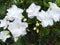 White Jasmine mogra flowers friendship dosti love symbol trees plants