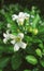 White Jasmine orange blooming in the garden