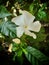 White jasmine or pinwheel flower on the plant