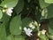 White jasmines,  -Jasminum sambac-, in tropical garden