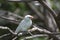 White Java Finch Bird perching on tree branch