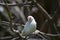 White Java Finch Bird perching on tree branch