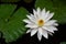 The white java lotus