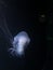 White jellyfish in a dark aquarium