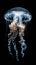 White Jellyfish Floating on Black Background