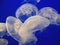 White jellyfish group