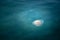 White jellyfish on surface of turquoise adriatic ocean in Europe