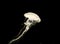 White jellyfish underwater