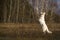 White jumping shepherd