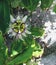 white jungle flowers mexico with shadows