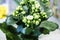 White Kalanchoe