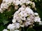 white kalanchoe flower in a garden in spring season