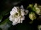 White kalanchoe widows thrill succulent macro shot