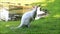 White kangaroo, albino