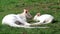 White kangaroo, albino, Macropus rufogriseus