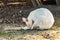 White kangaroo cleaning his tail