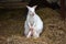 White kangaroo standing