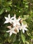 White karonda flower in garden