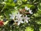 White karonda flower in garden