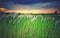 White kash plant or kans grass bloomed among green fields with red and blue clouds in sky
