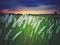 White kash plant or kans grass bloomed among green fields with red and blue clouds in sky