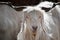 White kashmir goat from Indian highland farm