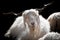 White kashmir goat from Indian highland farm